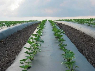 مزایای استفاده از نایلون مالچ
