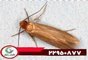 بید از کجا میاد ؟ اثرات مخرب بید برای وسایل منزل چه چیزهایی می تواند باشد