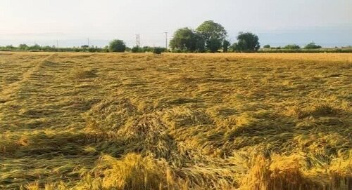 افغانستان | سفر سفرهای که کشاورز مهاجر افغانستانی در ایران پهن کرده است!