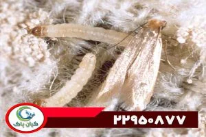 از بین بردن بید لباس