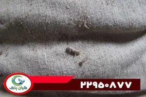 سم برای از بین بردن بید لباس