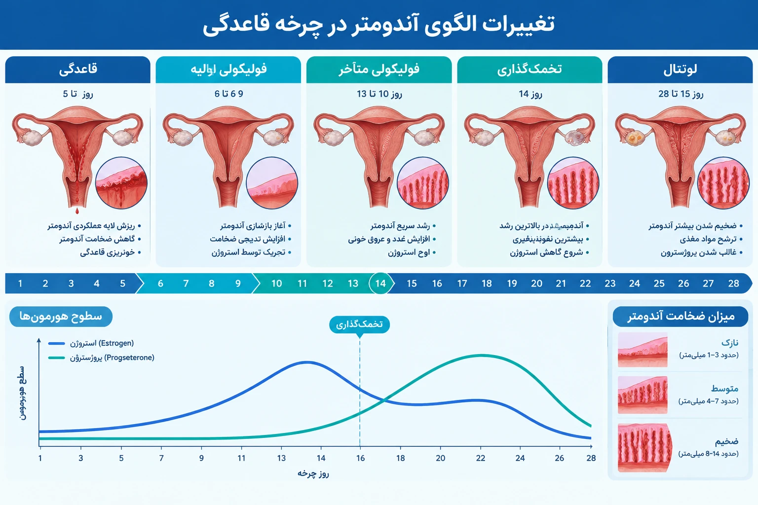 endometrial-cycle-phases-thickness تصویر ساده تغییرات ضخامت آندومتر در مراحل قاعدگی، فولیکولی، تخمک گذاری و لوتئال